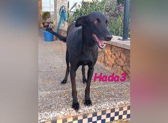 Hada3 geb. 05/2019 (ESP) - zuneigungsvolle und anhängliche Galgo-Mix Hündin!