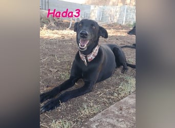 Hada3 geb. 05/2019 (ESP) - zuneigungsvolle und anhängliche Galgo-Mix Hündin!