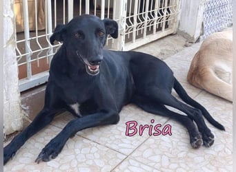 Brisa♥️geb. 05/2019 (ESP) - anhängliche und liebevolle Galgo-Mix Hündin!