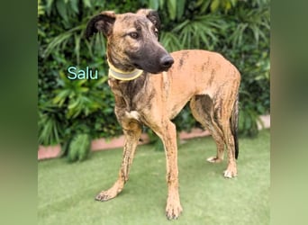 Salu geb. 12/2023 (ESP) - unglaublich liebevoller Galgo-Mix sehnt sich nach einem Zuhause!