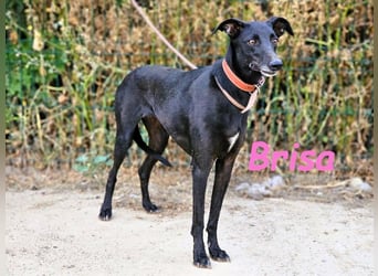 Brisa geb. 05/2019 (ESP) - anhängliche und liebevolle Galgo-Mix Hündin!