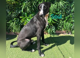 Soul geb. 05/2023 (ESP) - sanfter und liebevoller Galgo-Mix!