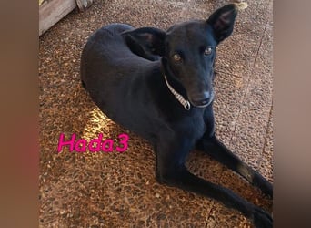 Hada3 geb. 05/2019 (ESP) - zuneigungsvolle und anhängliche Galgo-Mix Hündin!