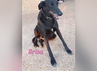 Brisa geb. 05/2019 (ESP) - anhängliche und liebevolle Galgo-Mix Hündin!