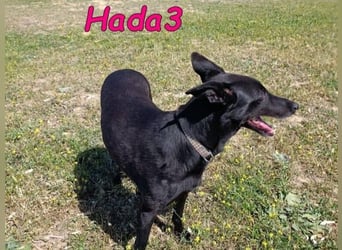 Hada3 geb. 05/2019 (ESP) - zuneigungsvolle und anhängliche Galgo-Mix Hündin!