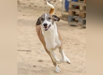 *Mr Park* | Ein besonderer Name *|* Für einen besonderen Hund |