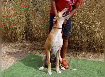 ✴️ ENZO ✴️  hatte mal ein Zuhause…