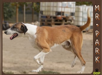 *Mr Park* | Ein besonderer Name *|* Für einen besonderen Hund |