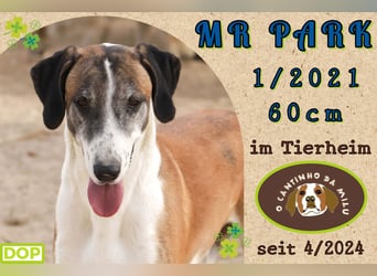 muss schon lange warten ❗️MR PARK - Tierheim Cantinho da Milu