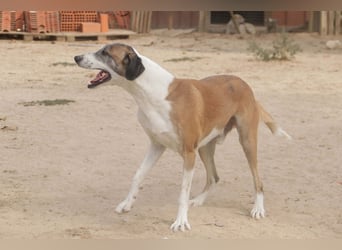 *Mr Park* | Ein besonderer Name *|* Für einen besonderen Hund |