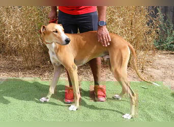 ✴️ ENZO ✴️  hatte mal ein Zuhause…