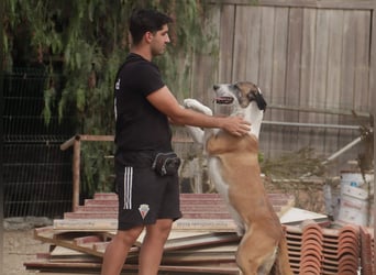 *Mr Park* | Ein besonderer Name *|* Für einen besonderen Hund |