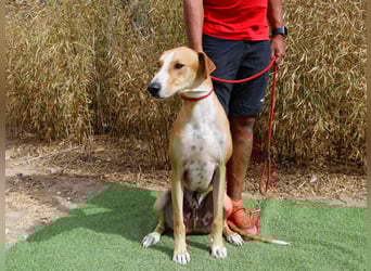 ✴️ ENZO ✴️  hatte mal ein Zuhause…