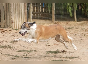 *Mr Park* | Ein besonderer Name *|* Für einen besonderen Hund |