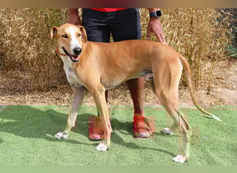 ✴️ ENZO ✴️  hatte mal ein Zuhause…