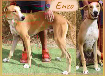 ✴️ ENZO ✴️  hatte mal ein Zuhause…