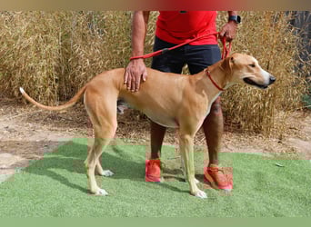 ✴️ ENZO ✴️  hatte mal ein Zuhause…