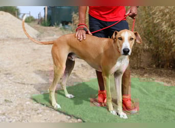 ✴️ ENZO ✴️  hatte mal ein Zuhause…