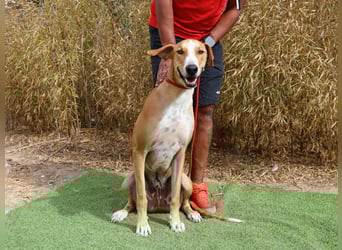 ✴️ ENZO ✴️  hatte mal ein Zuhause…