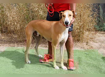 ✴️ ENZO ✴️  hatte mal ein Zuhause…