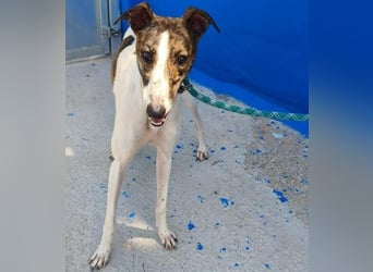 VALENTINA eine reizende junge Galga
