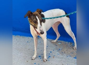 VALENTINA eine reizende junge Galga