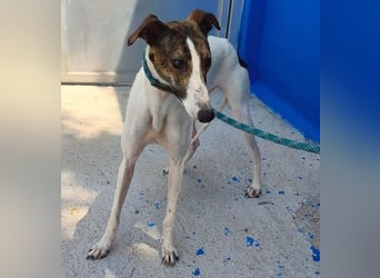 VALENTINA eine reizende junge Galga