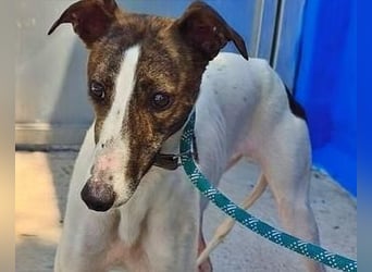 VALENTINA eine reizende junge Galga