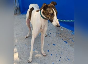 VALENTINA eine reizende junge Galga