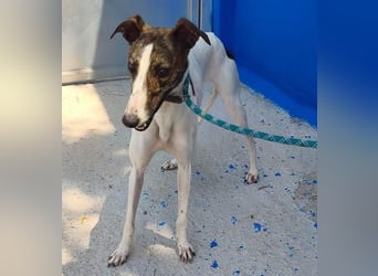 VALENTINA eine reizende junge Galga