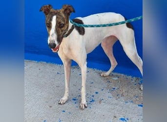 VALENTINA eine reizende junge Galga