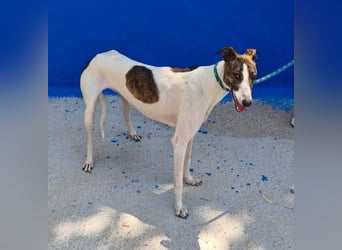 VALENTINA eine reizende junge Galga