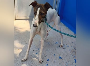 VALENTINA eine reizende junge Galga
