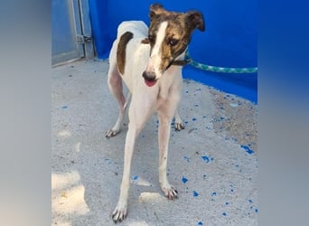 VALENTINA eine reizende junge Galga