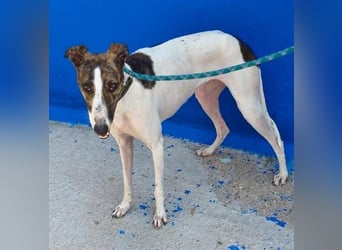 VALENTINA eine reizende junge Galga