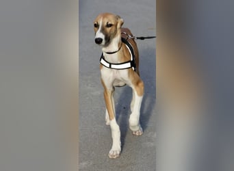 Oreo - jung, lernwillig und verschmust