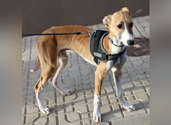 Oreo - jung, lernwillig und verschmust