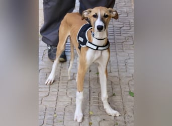 Oreo - jung, lernwillig und verschmust