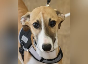 Oreo - jung, lernwillig und verschmust