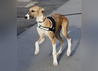 Oreo - jung, lernwillig und verschmust