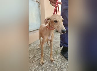 Simba - verspielt, neugierig und lernwillig / BEREITS IN DEUTSCHLAND