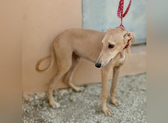 Simba - verspielt, neugierig und lernwillig / BEREITS IN DEUTSCHLAND