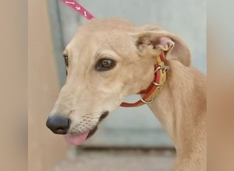 Simba - verspielt, neugierig und lernwillig / BEREITS IN DEUTSCHLAND