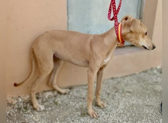 Simba - verspielt, neugierig und lernwillig / BEREITS IN DEUTSCHLAND