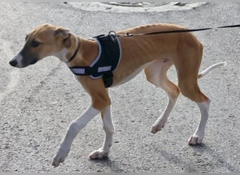 Oreo - jung, lernwillig und verschmust