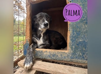 Palma hat noch nie etwas schönes von Menschen erfahren