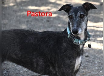 Pastora geb. 06/2021 (in Deutschland) - liebevolle und verschmuste, rauhaarige Traum-Galga!