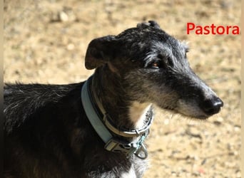 Pastora geb. 06/2021 (in Deutschland) - liebevolle und verschmuste, rauhaarige Traum-Galga!