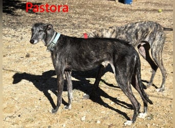 Pastora geb. 06/2021 (in Deutschland) - liebevolle und verschmuste, rauhaarige Traum-Galga!