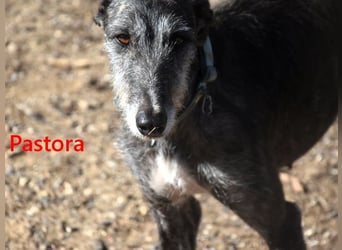 Pastora geb. 06/2021 (in Deutschland) - liebevolle und verschmuste, rauhaarige Traum-Galga!